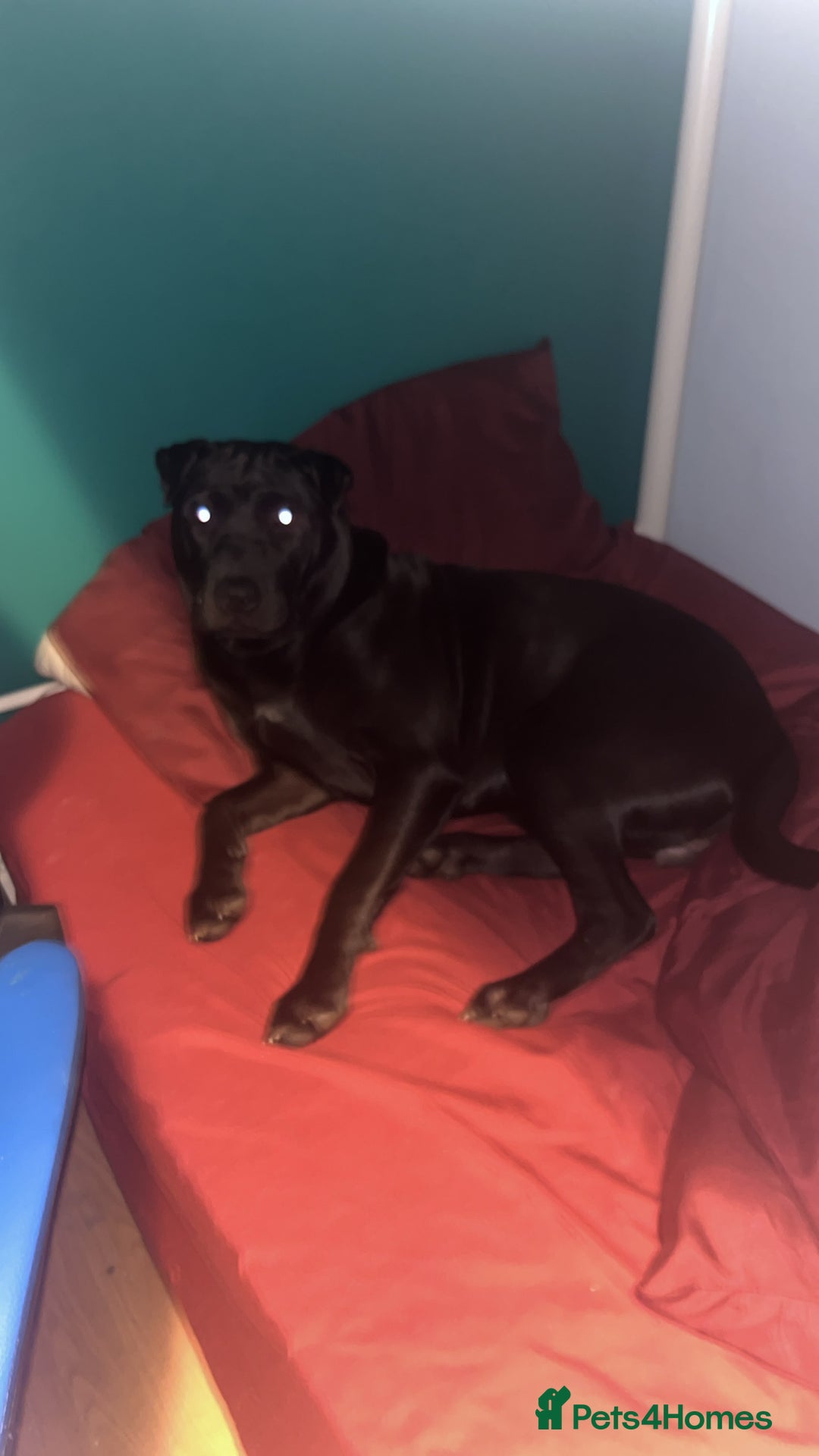 Mixed Breed dogs for sale: Urgent Rehome- Munchie - Advert 6