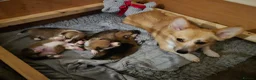 Welsh Corgi Pembroke dogs for sale: Pembroke Corgi Puppies - Ready Now - Advert 13