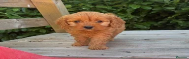Cavapoo 5