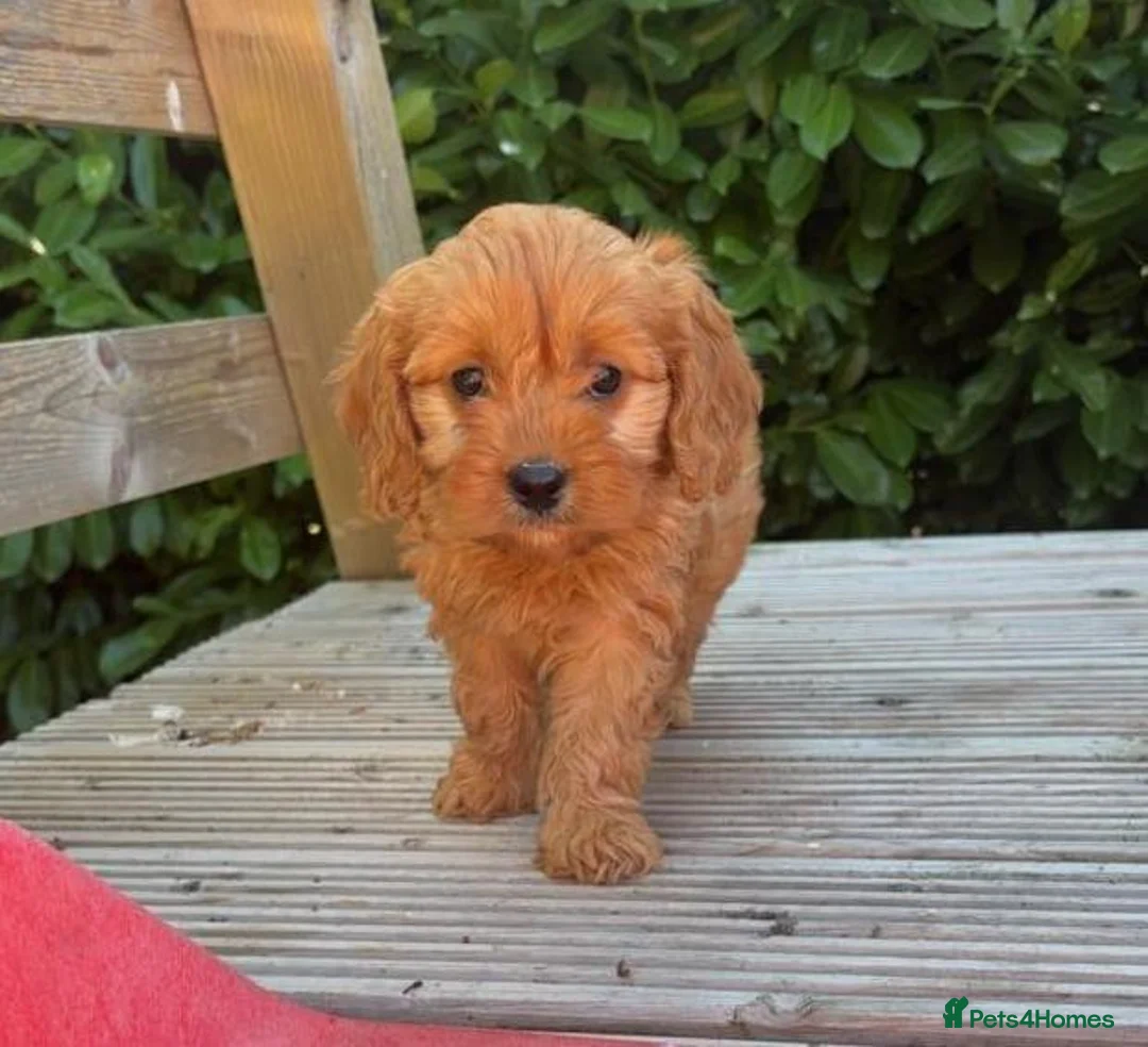Cavapoo dogs for sale: Stunning f1 Cavapoo puppies  - Advert 2