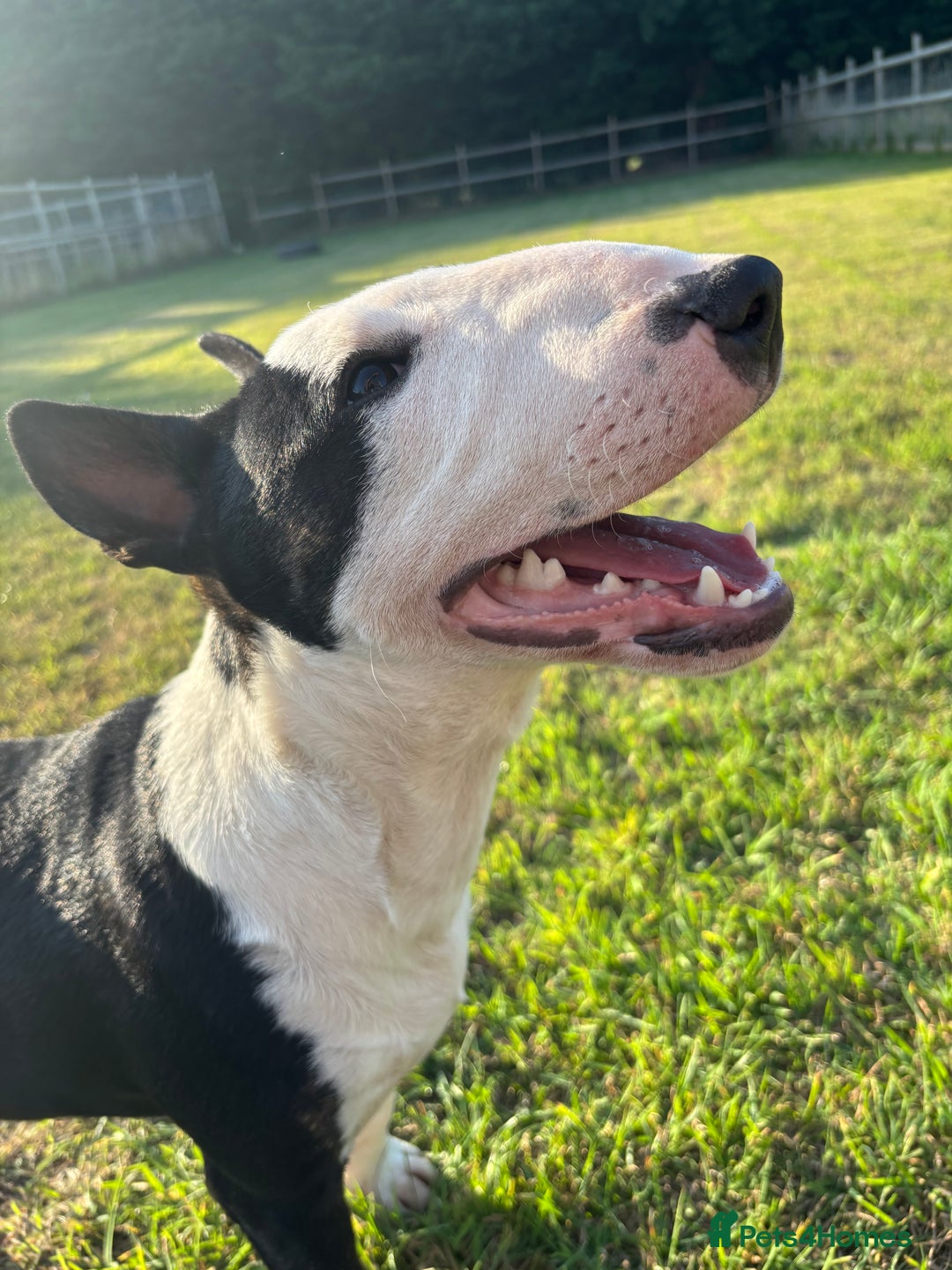 Miniature Bull terrier dogs for sale: Miniature bull terrier - Image 2