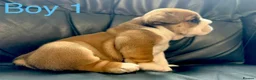 English Bulldog dogs for sale: Health Bred KC Reg Bulldogs | BOAS 0 Parents - Advert 4
