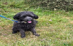 Bordoodle dogs for sale: BORDOODLE  neutered male  - Image 1