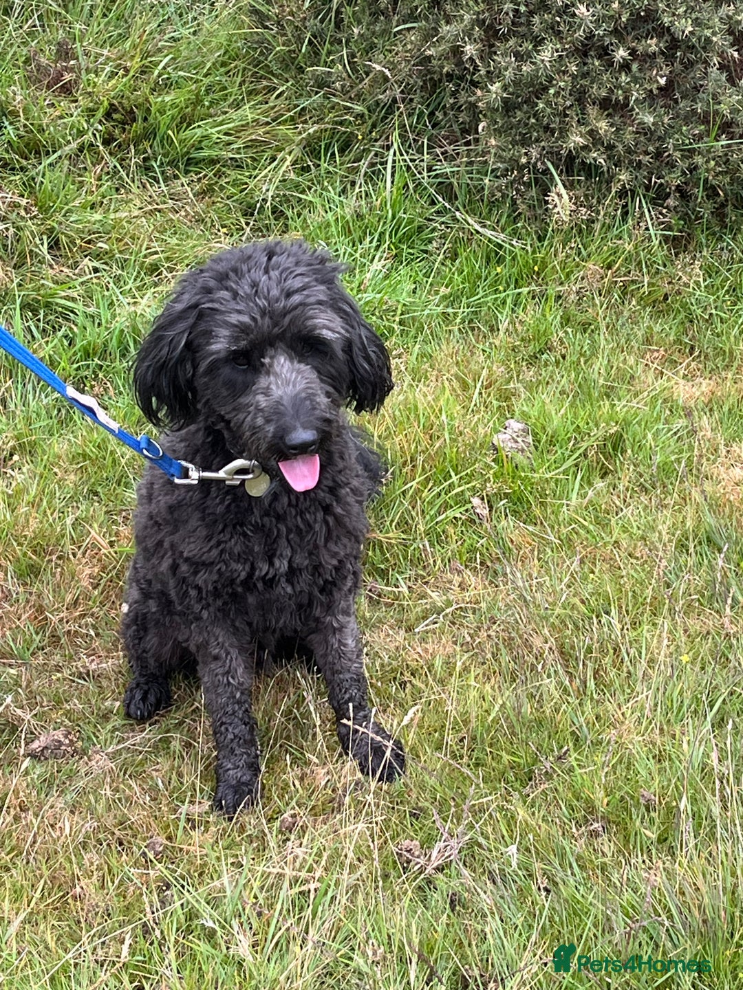 Bordoodle dogs for sale: BORDOODLE  neutered male  - Image 1