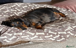 Miniature Dachshund dogs for sale: Miniature Dachshund Puppies!! PAYMENT PLAN - Image 2