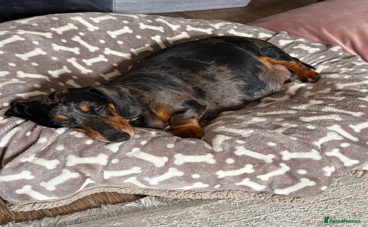 Miniature Dachshund dogs - Advert 6
