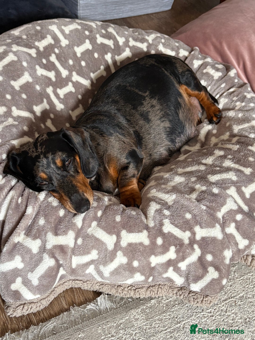 Miniature Dachshund dogs for sale: Miniature Dachshund Puppies!! PAYMENT PLAN - Image 2