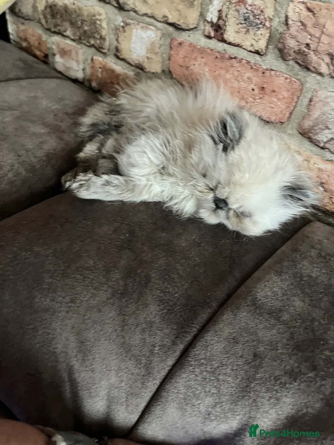 Persian cats for sale: Persian kittens for sale in Seaham - Advert 8