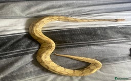 Python Snake reptiles for sale: Banana python with set up 3 years old  - Image 2