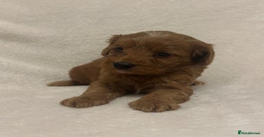 Cavapoo dogs - Advert 5