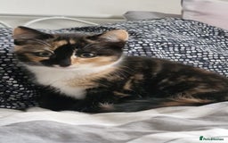 Dwelf cats for sale: Four gorgeous cats for sale - Image 5