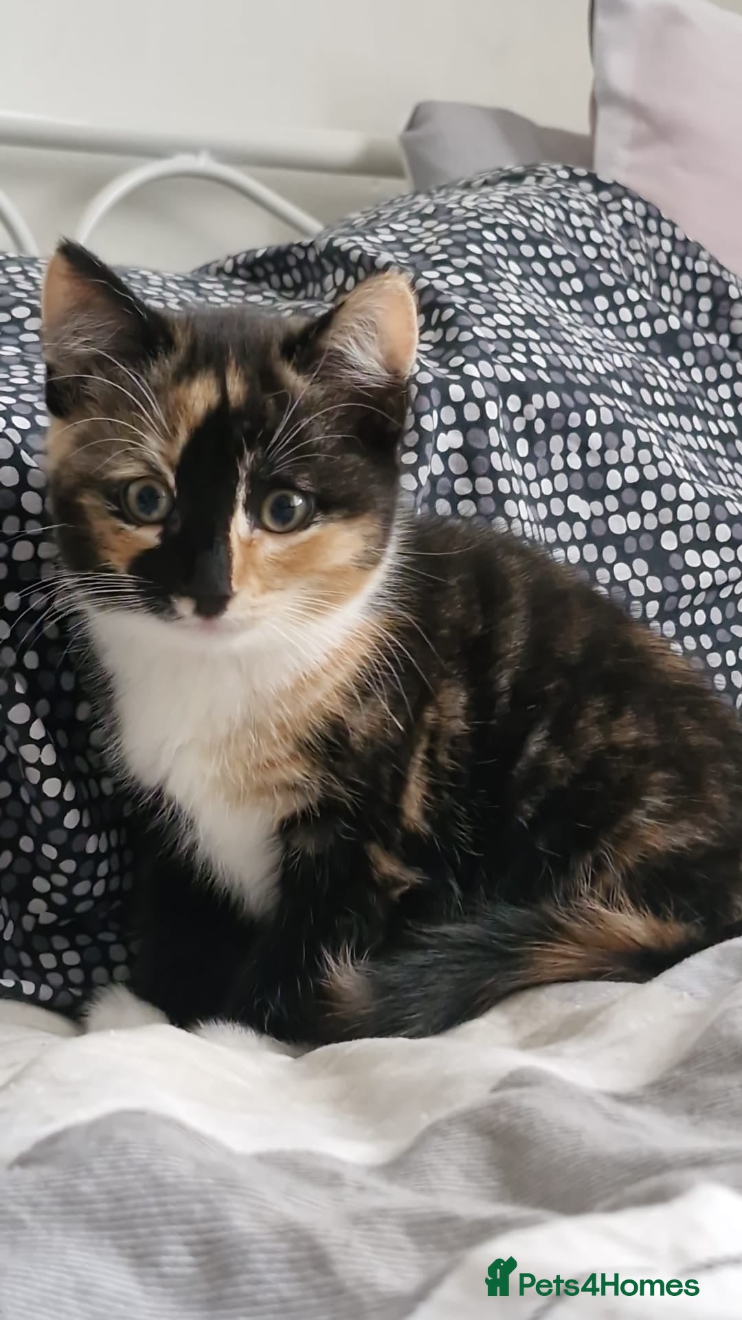 Dwelf cats for sale: Four gorgeous cats for sale - Image 5