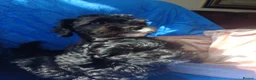 Lhasapoo dogs for sale: Lhaspoo puppies - Advert 9