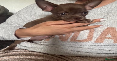 Chihuahua dogs - Advert 6