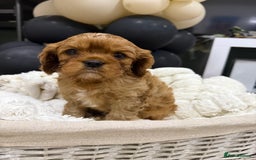 Cavalier King Charles Spaniel dogs for sale: ONE RUBY BOY LEFT Cavalier King Charles  - Image 15