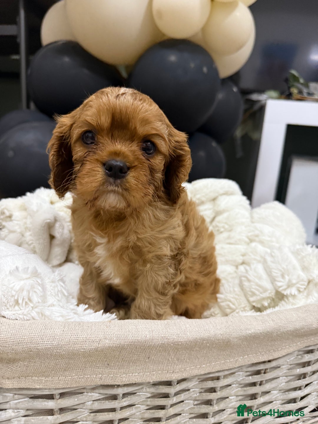 Cavalier King Charles Spaniel dogs for sale: ONE RUBY BOY LEFT Cavalier King Charles  - Image 15