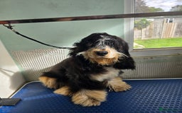 Cocker Spaniel dogs for sale: Kc Show male cocker spainel 10 months - Advert 1