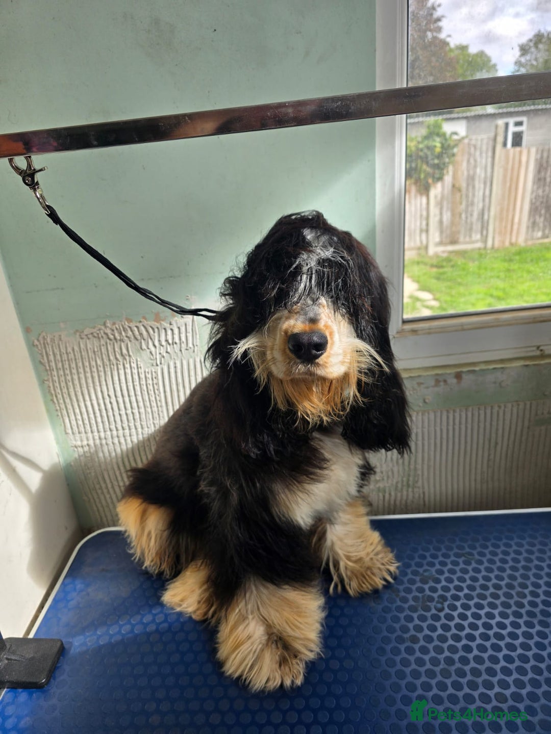 Cocker Spaniel dogs for sale: Kc Show male cocker spainel 10 months - Advert 1