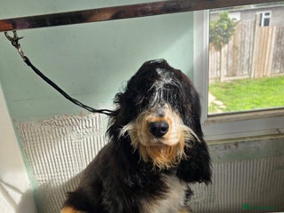 Cocker Spaniel dogs for sale: Kc Show male cocker spainel 10 months - Advert 1