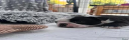 Boston Terrier dogs for sale: Boston for sale - Advert 7