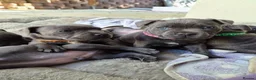 Staffordshire Bull Terrier dogs for sale: znmsmwsax Blue Staffys for sweet homes in Salisbury - Advert 2
