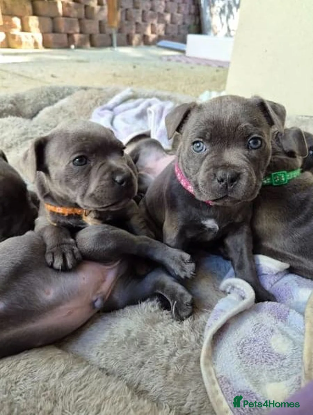 Staffordshire Bull Terrier dogs for sale: znmsmwsax Blue Staffys for sweet homes in Salisbury - Advert 2