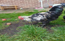 Chickens poultry for sale: Beautiful and Docile Orpington Rooster for Sale - Image 3
