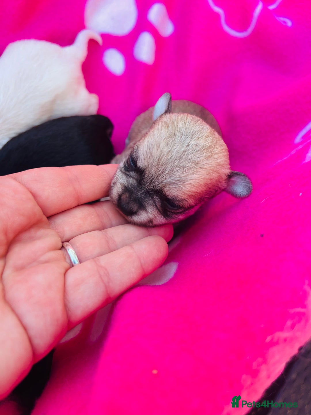 Chipoo dogs for sale: Tiny Chihuahua/ Asian Toy poodle puppies  - Image 6