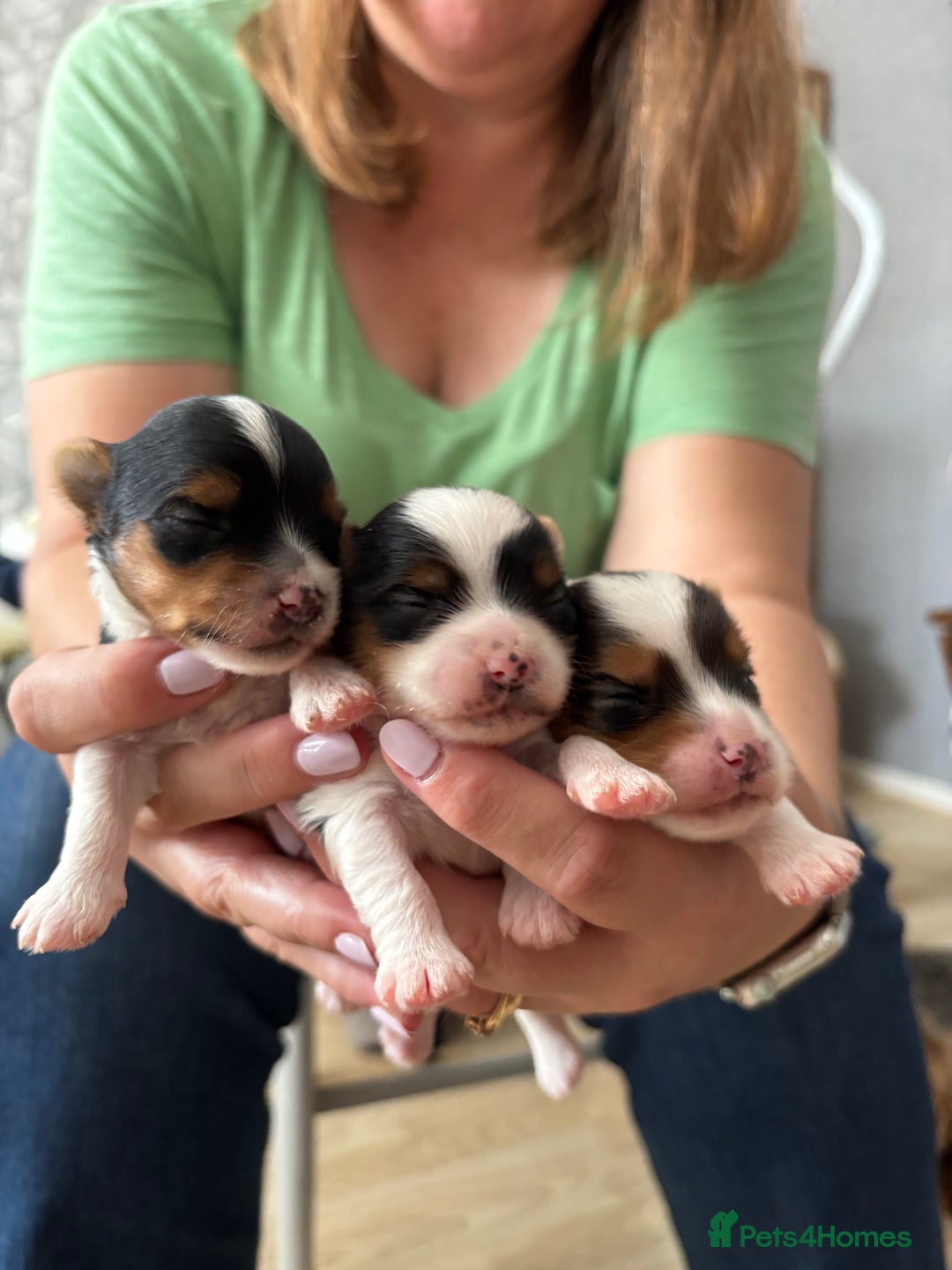 Yorkshire Terrier dogs for sale: Beautiful Yorkshire biewer terrier - Image 3