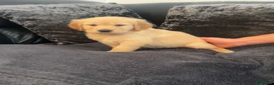 Golden Retriever Puppy 2