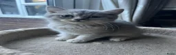 British Shorthair cats for sale: Gorgeous Gccf British  Longhairs  - Advert 11