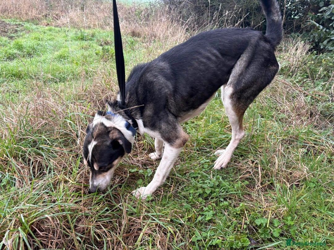 Mixed Breed dogs for adoption: Lucky - Norwich Norfolk  - Advert 11