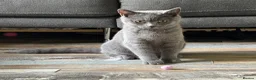 British Shorthair cats for sale: One lovely little blue BSH left, available now.  - Advert 2