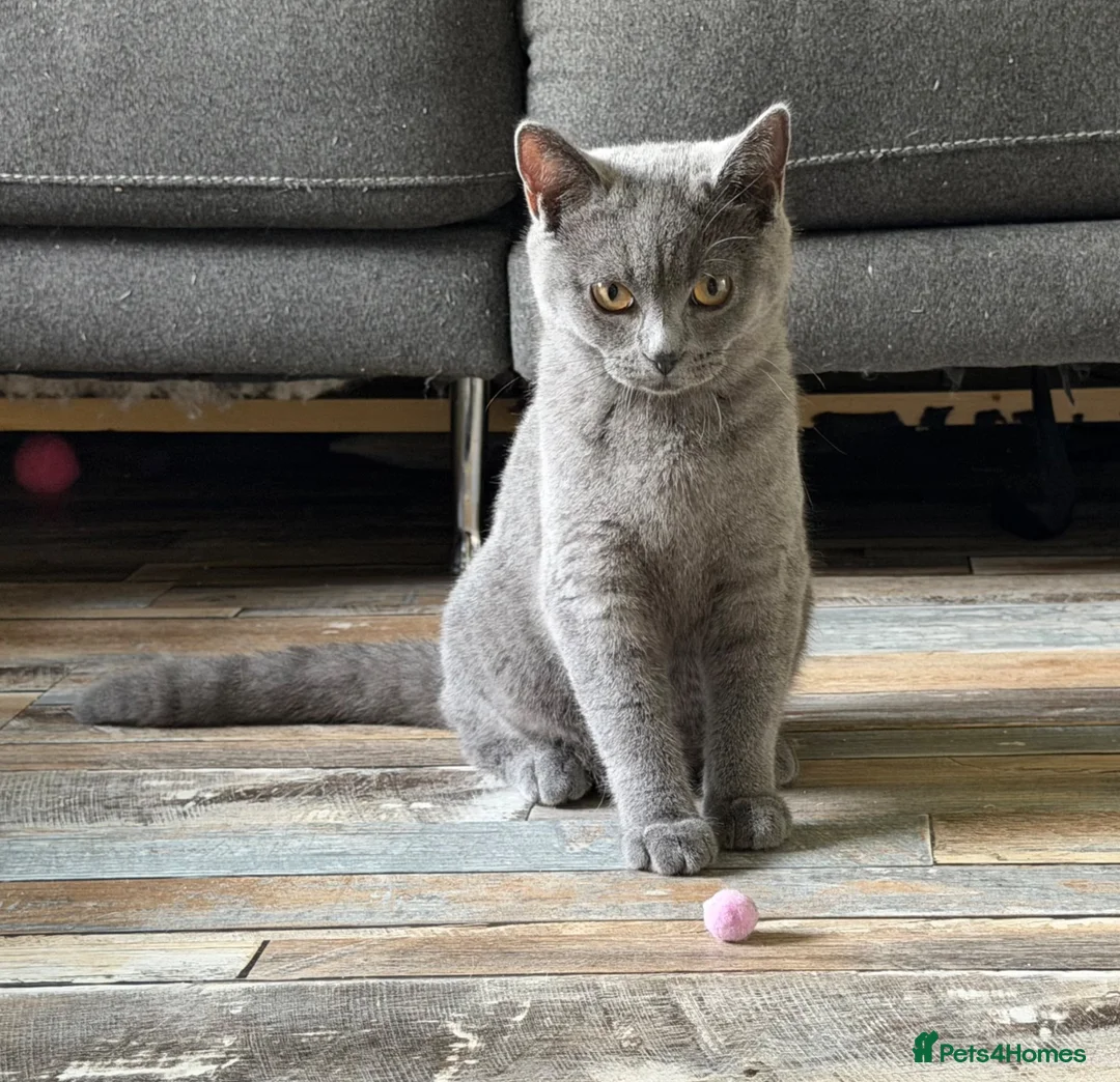 British Shorthair cats for sale: One lovely little blue BSH left, available now.  - Advert 2
