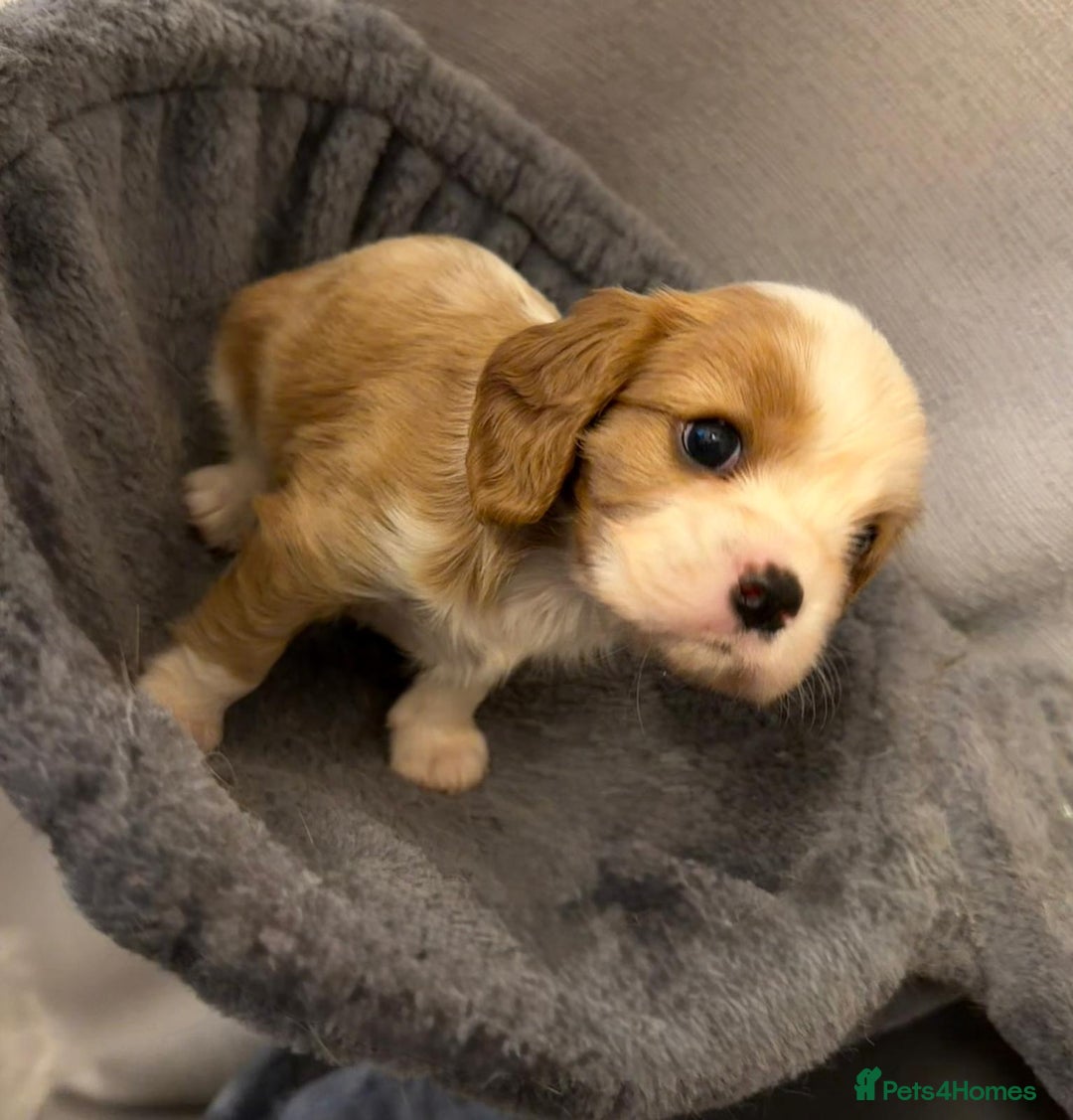 Cavalier King Charles Spaniel dogs for sale: Beautiful KC Registered Boy ✨ Health Tested ✨ - Advert 32