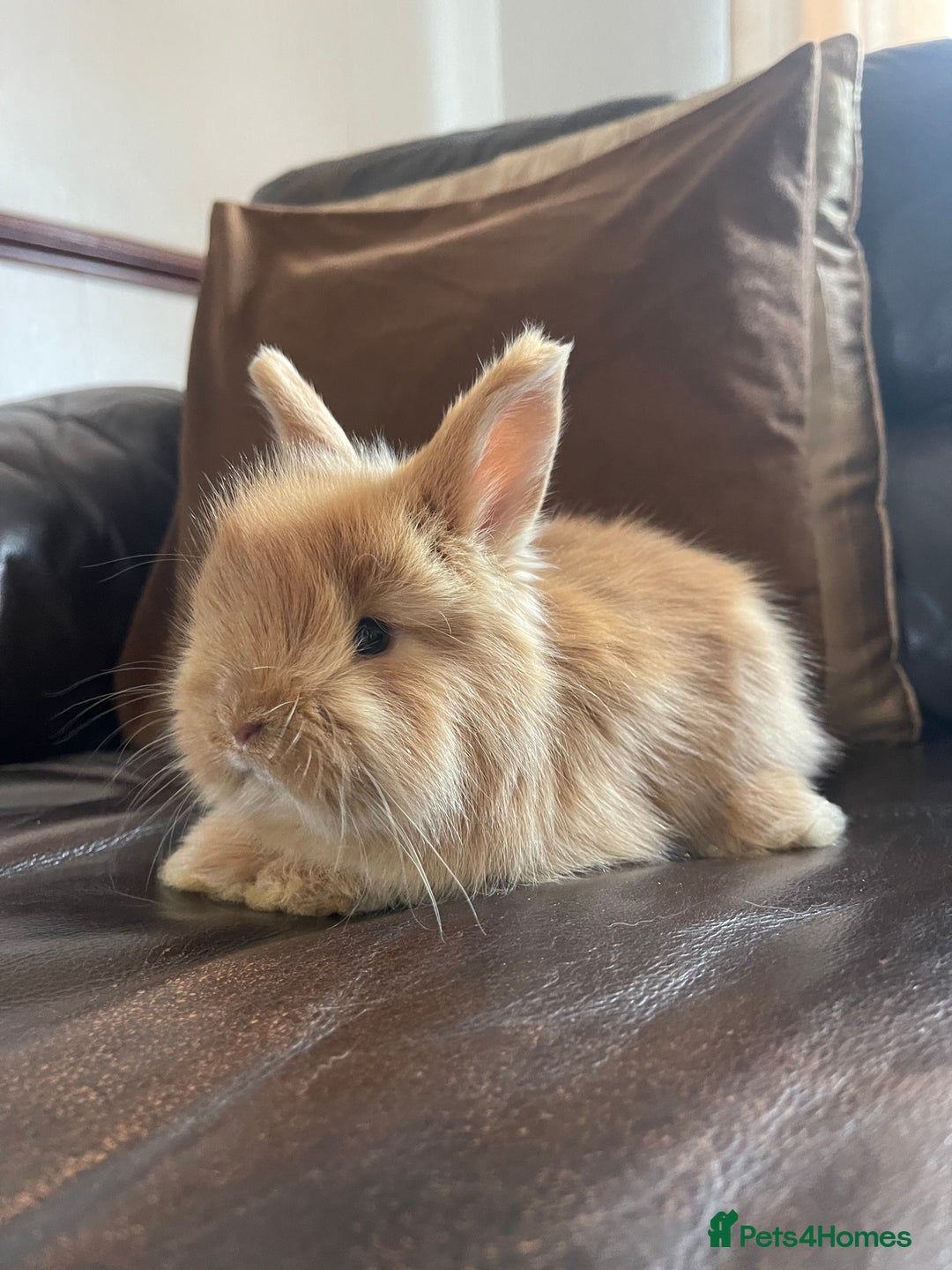 Lionhead rabbits for sale: Baby Lionhead x Angora Female Looking For New Home - Advert 17