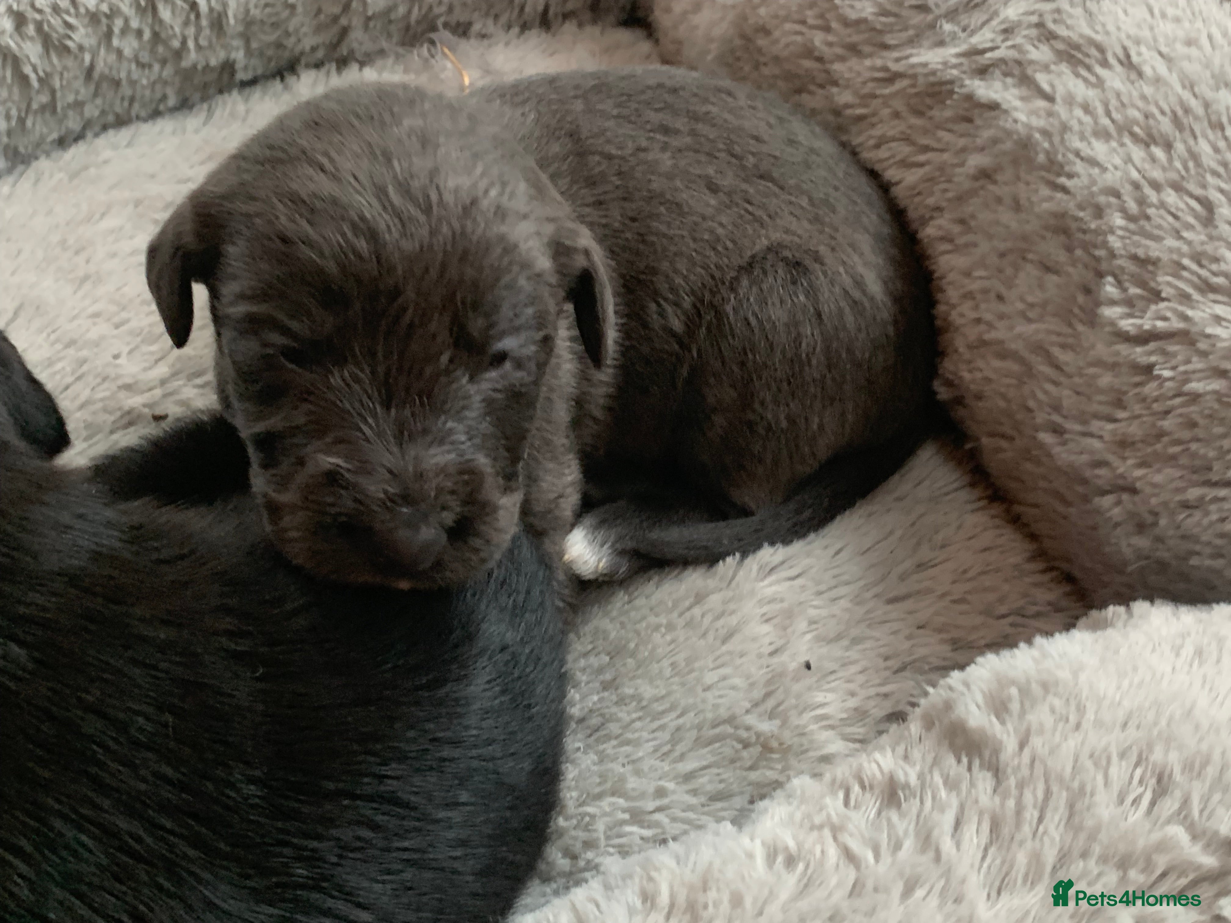 Mixed Breed dogs Labradoodle greyhound mix  - Advert 5