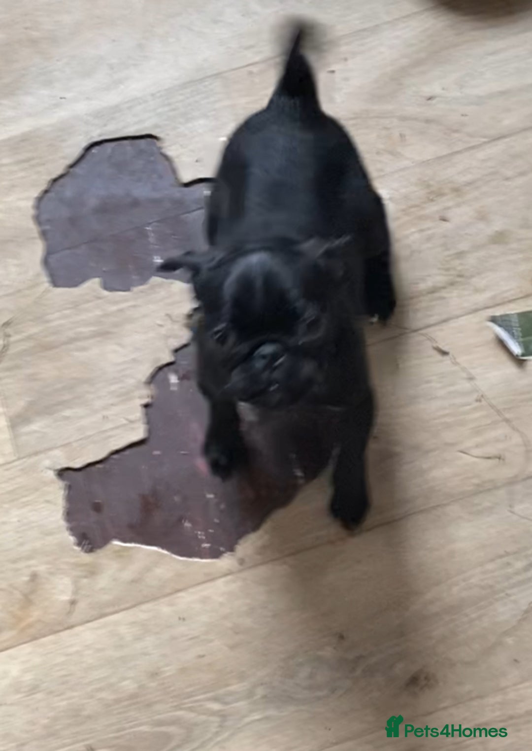 Pug dogs for sale: Pug in need of a forever home  - Advert 2
