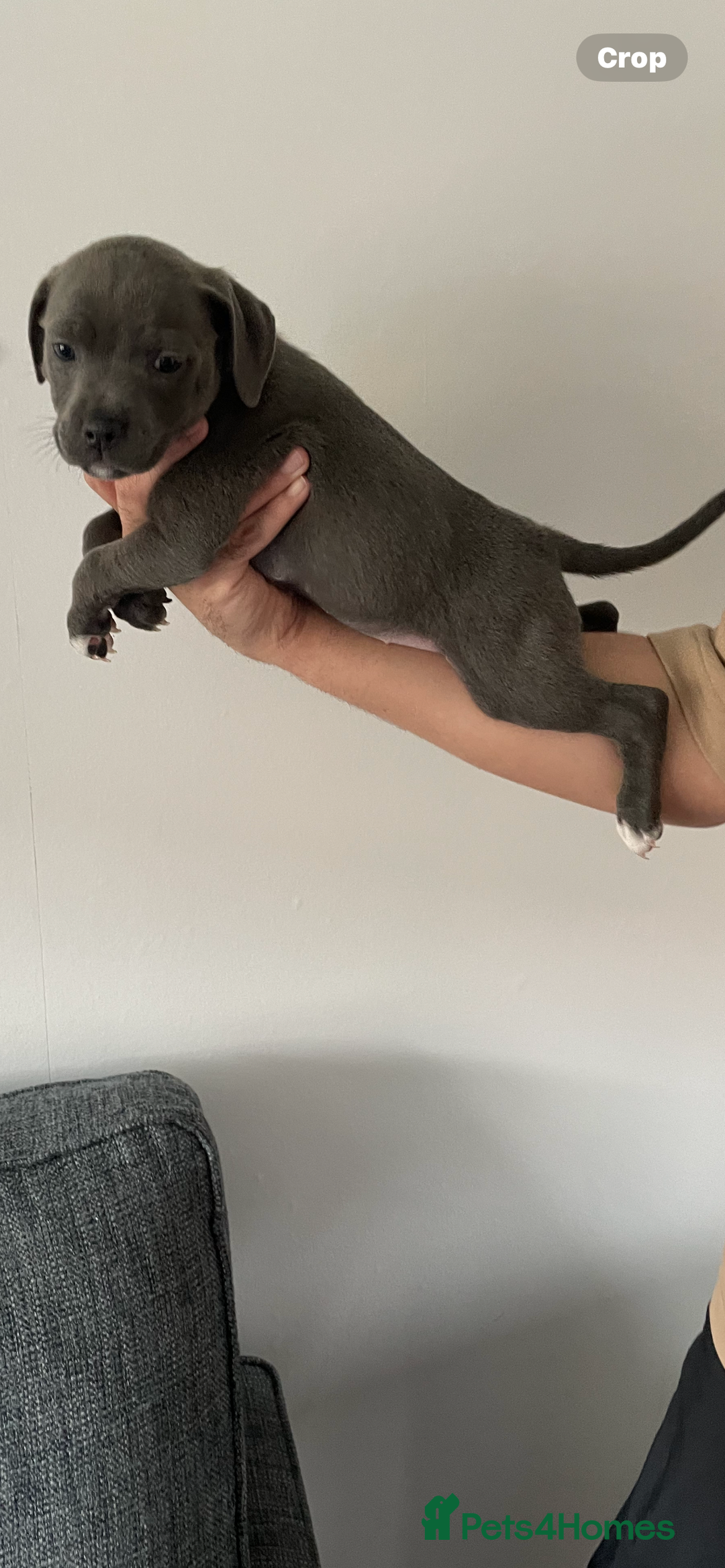 Staffordshire Bull Terrier dogs for sale: KC Staffordshire bull terriers 1 GIRL lEFT  £1350 - Image 24