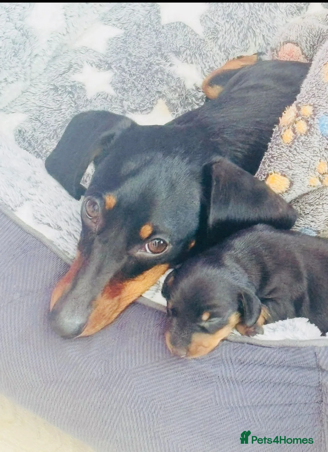 Miniature Dachshund dogs for sale: Male Minature Dachsund - Advert 2
