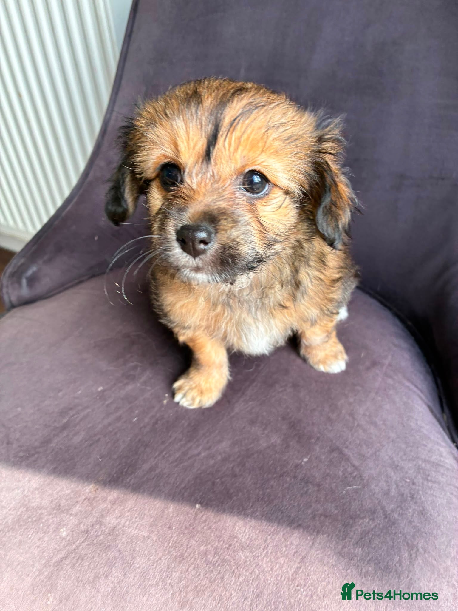 Mixed Breed dogs Chihuahua x papillon  - Advert 2