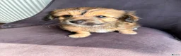 Mixed Breed dogs for sale: Chihuahua x papillon  - Advert 2
