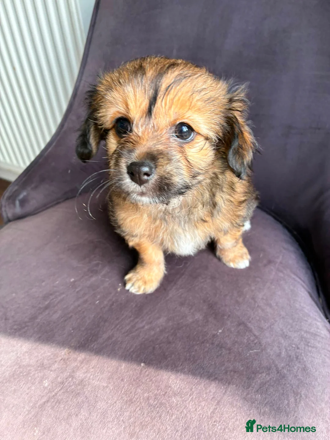 Mixed Breed dogs for sale: Chihuahua x papillon  - Advert 2