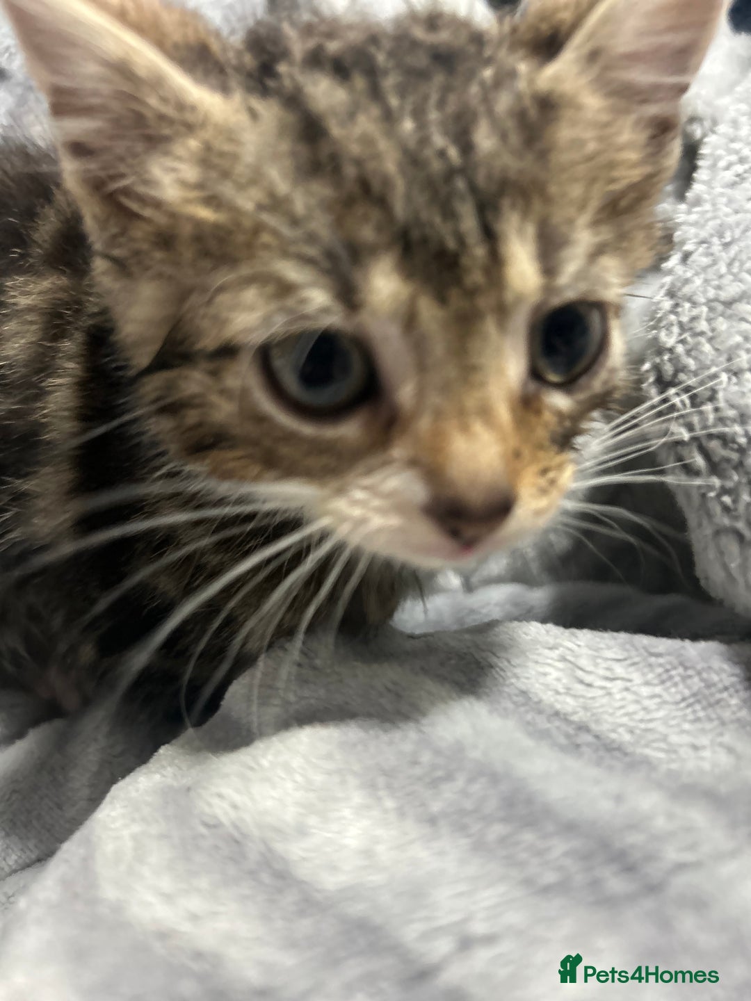 Domestic Shorthair cats for sale: Adorable Kittens! 🐾ready 18th January  - Advert 13