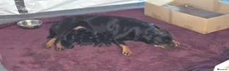 Rottweiler dogs for sale: Rottweiler puppies for sale cash only  - Advert 1