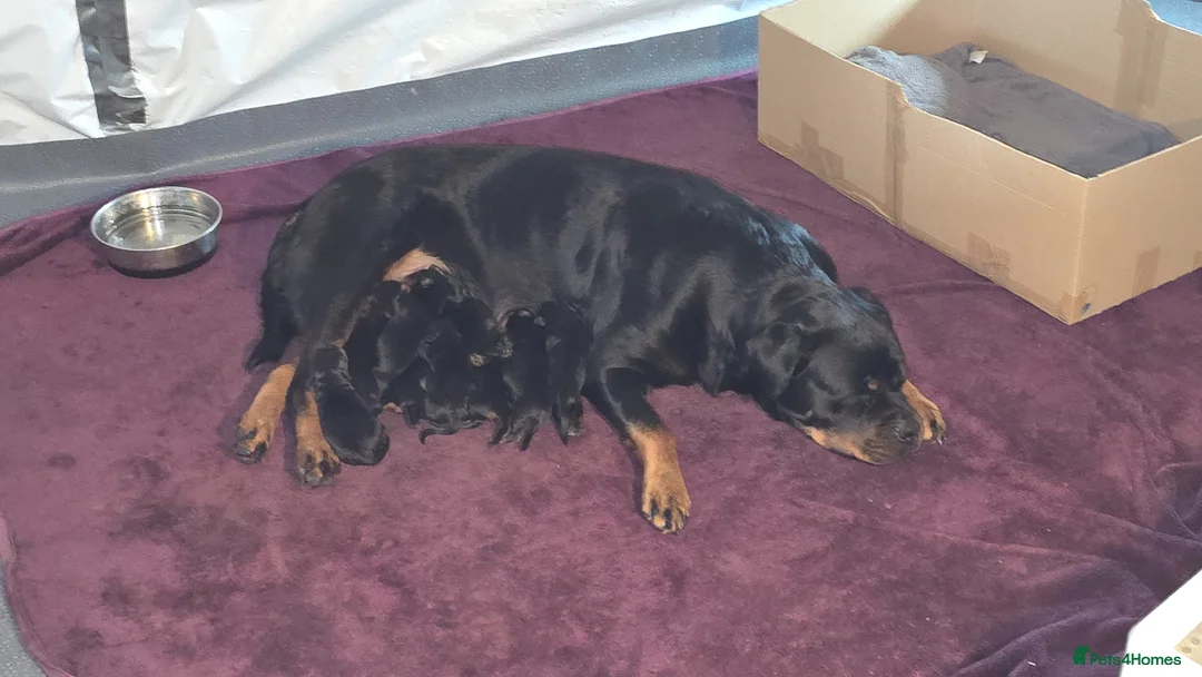 Rottweiler dogs for sale: Rottweiler puppies for sale cash only  - Advert 1