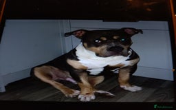 American Bully dogs for sale: Dog American bully pocket - Image 5