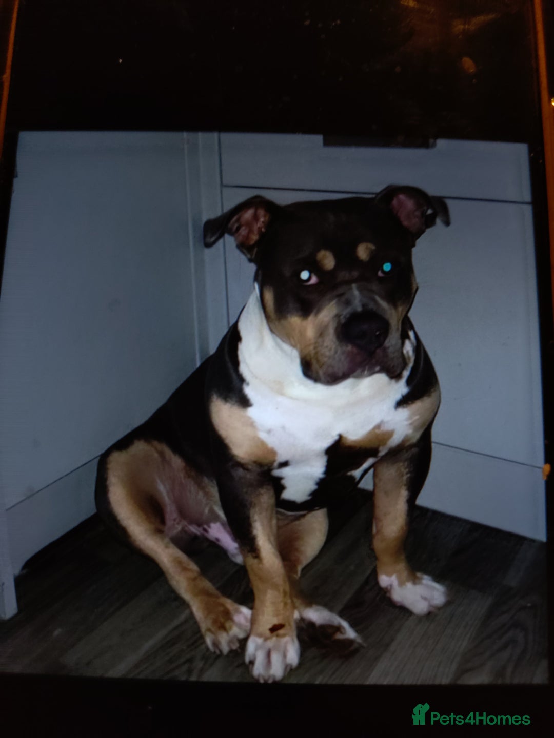 American Bully dogs for sale: Dog American bully pocket - Image 5