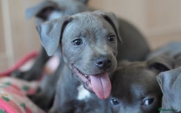 Staffordshire Bull Terrier dogs for sale: 🧸 Adorable Staffy puppies 🧸 - Image 2