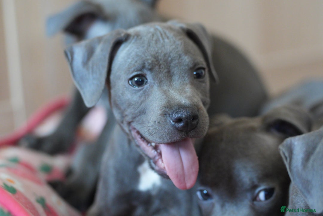 Staffordshire Bull Terrier dogs for sale: 🧸 Adorable Staffy puppies 🧸 - Image 2